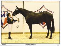 Veryblack La Chesnais - Ecurie EquiMagnia