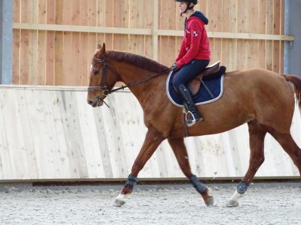 Stage dressage EquiMagnia - Rennes- Fougères