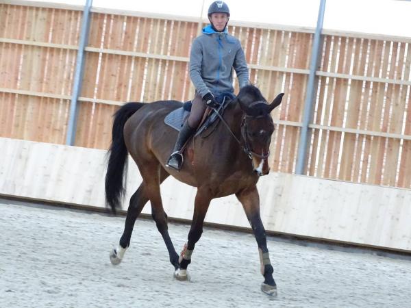 Stage dressage EquiMagnia - Rennes- Fougères