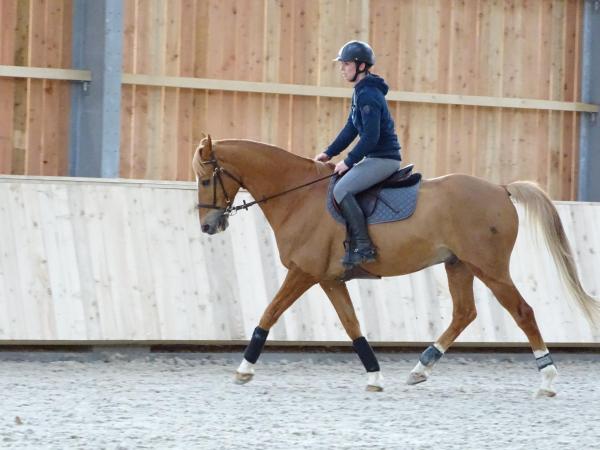 Stage dressage EquiMagnia - Rennes- Fougères