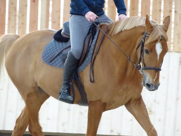 Stage dressage EquiMagnia - Rennes- Fougères