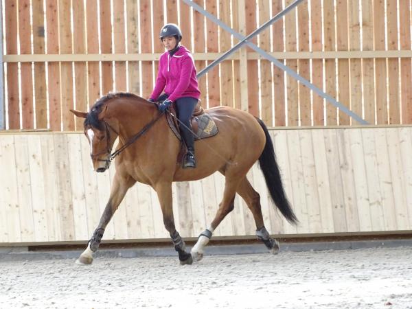 Stage dressage EquiMagnia - Rennes- Fougères