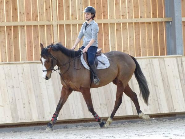 Stage dressage EquiMagnia - Rennes- Fougères