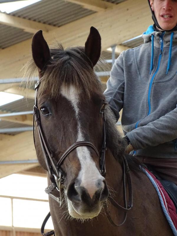 Stage dressage EquiMagnia - Rennes- Fougères