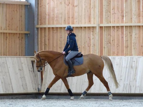 Stage dressage EquiMagnia - Rennes- Fougères