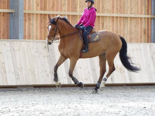 Stage dressage EquiMagnia - Rennes- Fougères